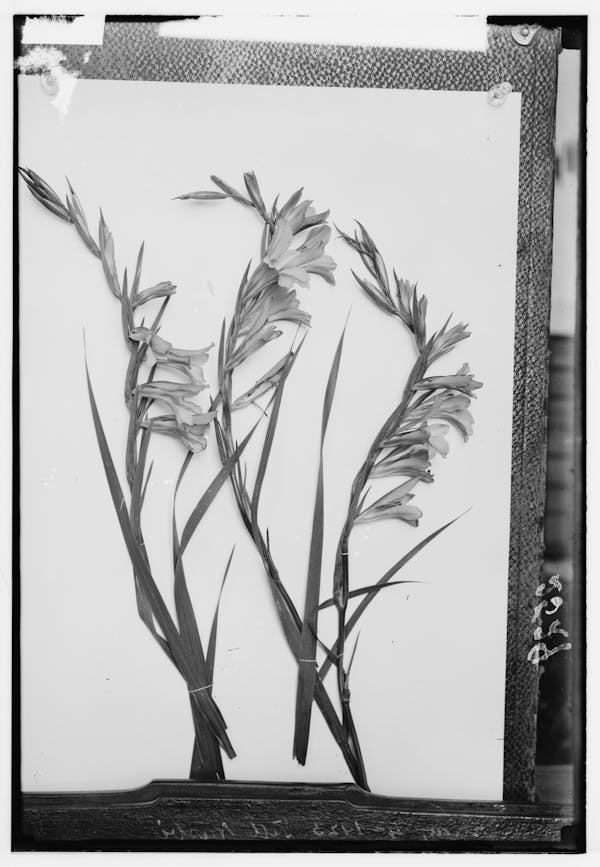 Photograph of Palestinian wildflower